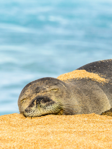 An endangered Hawaiian Monk Seal sleeps on the beach in Kauai, Hawaii.