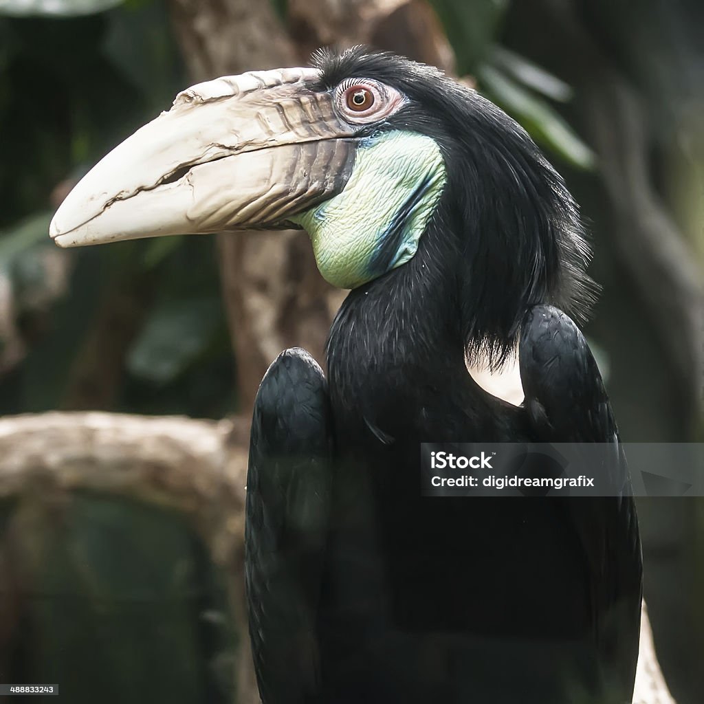 hornbill bird portrait closeup Animal Stock Photo