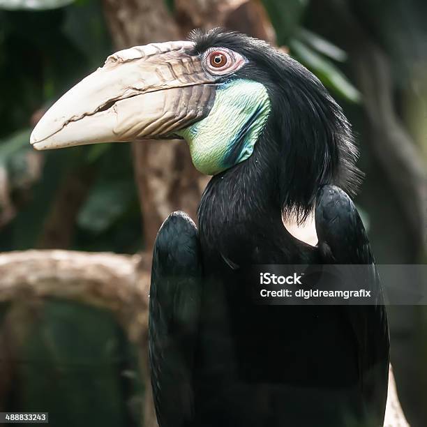 Hornbill Bird Portrait Closeup Stock Photo - Download Image Now - Animal, Animal Wildlife, Asia
