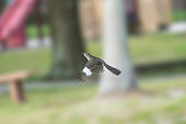Bird in mid flight