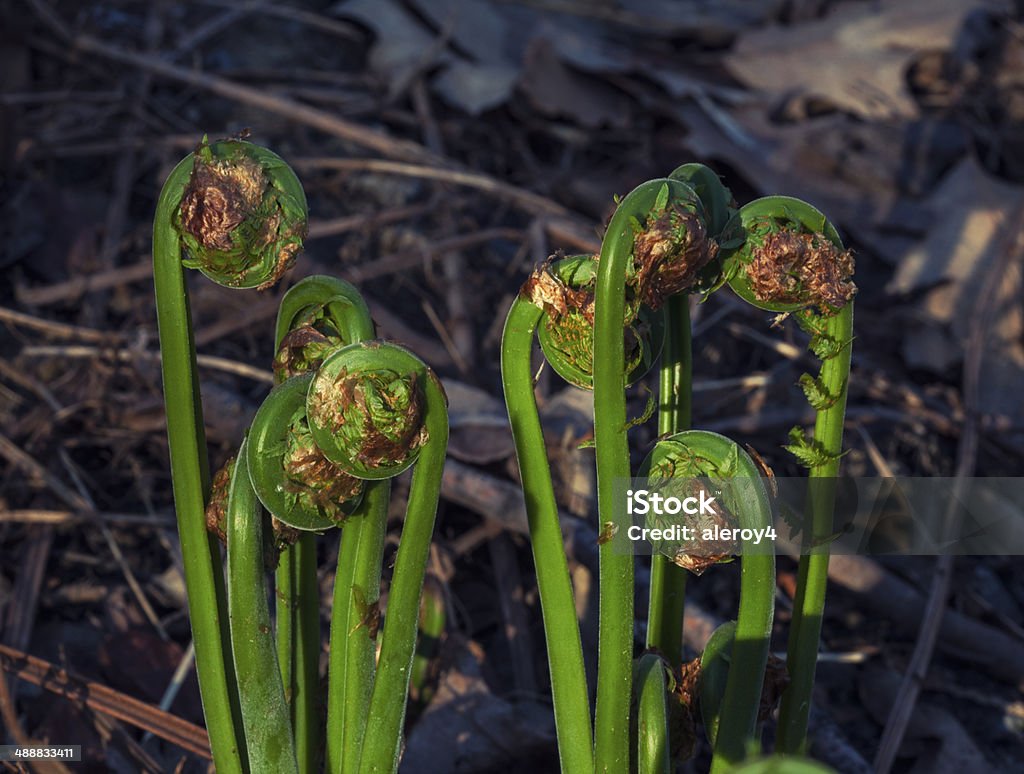 fern fronds fern fronds beginning to unfurl in a wooded area Fern Stock Photo