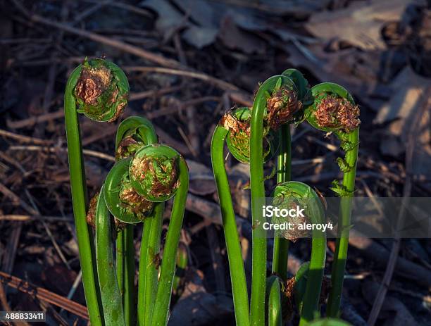 Fern Fronds Stock Photo - Download Image Now - Fern, Frond, Growth