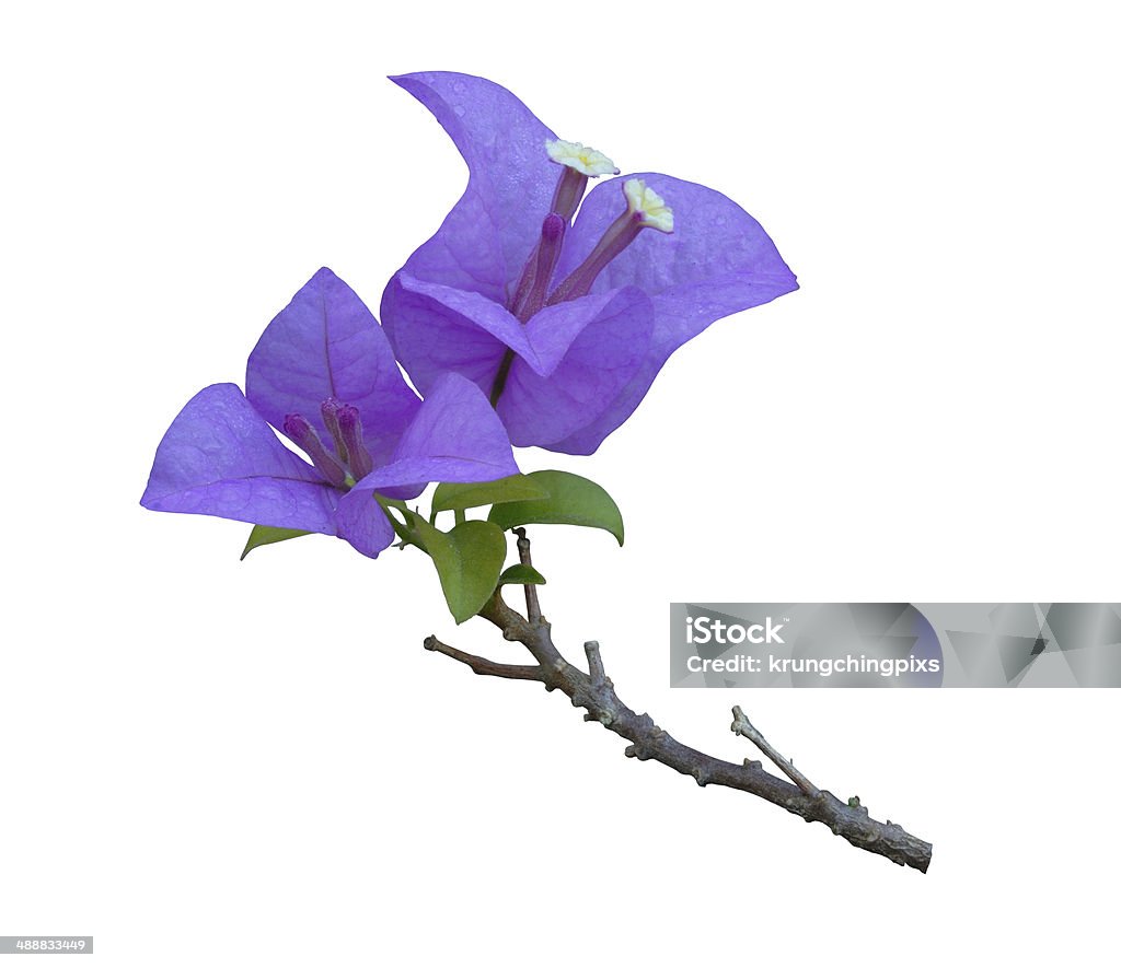 Bougainvillea Flowers Bougainvillea Flowers isolated on white background Beauty Stock Photo