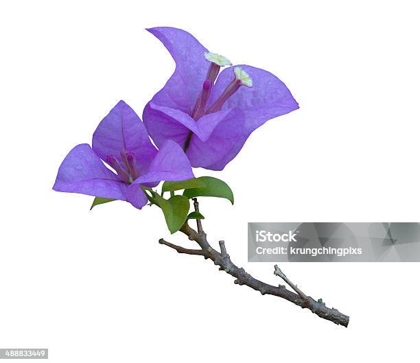 Bougainvillea Flowers Stock Photo - Download Image Now - Beauty, Beauty In Nature, Blossom