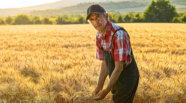 istock Farmer over looking the success of his crops 488836500