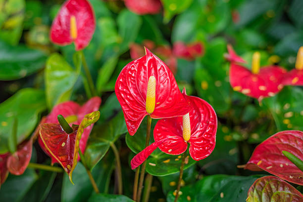 istock Red spadix flowers in the garden 488836632
