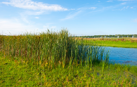 Waving reed on the shore of a lake in summer
