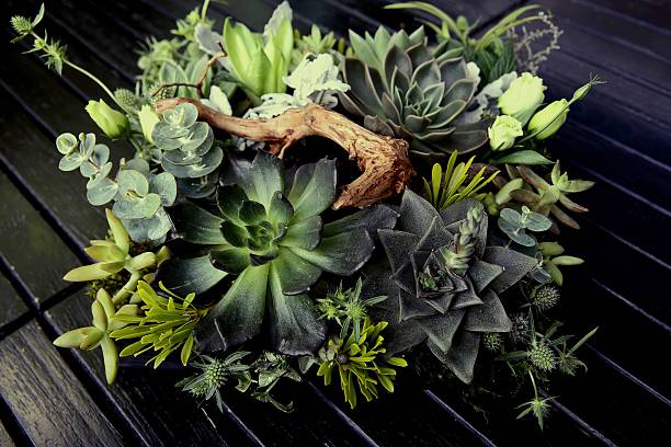istock Flowering Kalanchoe Garden 488838064