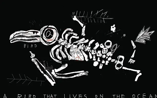 Vector illustration of Skeleton birds