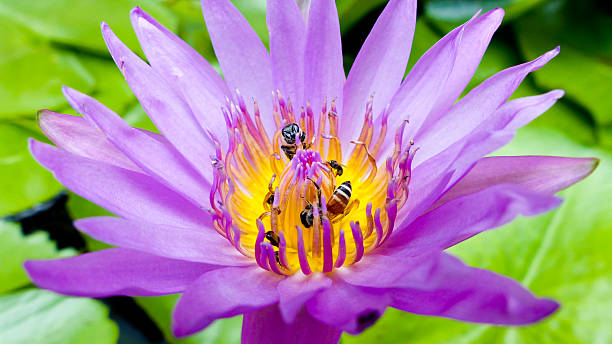 istock Bee and Purple Lotus 488840712