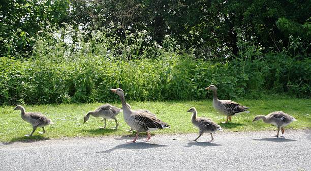istock Goose family on its way 488841510