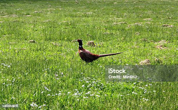 Pheasant On Meadow Stock Photo - Download Image Now - 2015, Animal, Bird