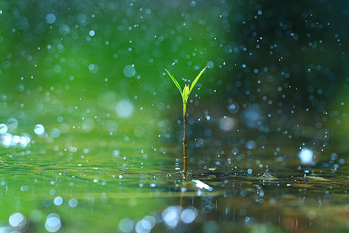 grass dew rain macro fresh green ecograss dew rain macro fresh green ecograss dew rain macro fresh green eco