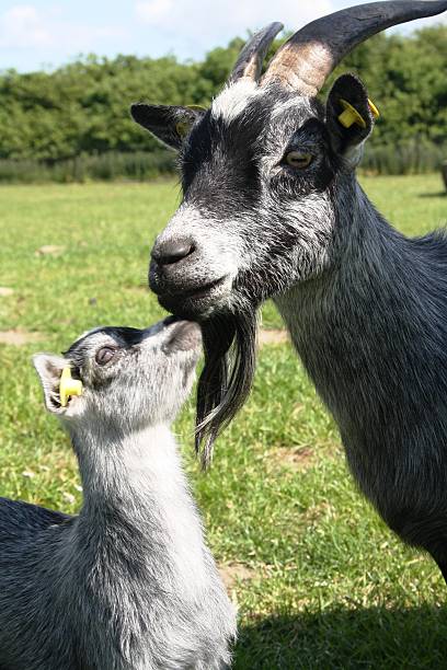 istock Goatmom with goat kid 488843548