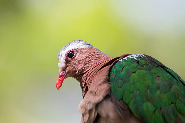 istock Portrait of Emerald Dove (Chalcophaps indica) 488844518