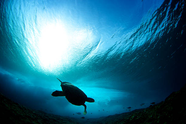 istock Turtle silhouette in the ocean with the backlit sun 488845284
