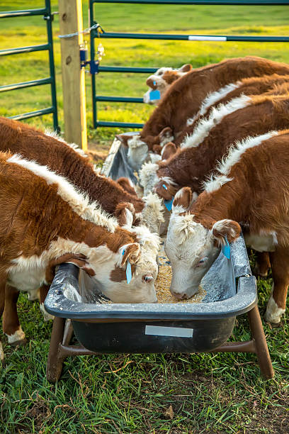 Hereford Calves Eating Corn From Feed Bunk Brown and white Hereford calves eating ground corn from a feed bunk on an early autumn evening. There are seven calves visible in the image. All but one has their head down eating grain from the feeder. The evening light can be seen on the grass in the pasture beyond the gates of their pen. beef cattle feeding stock pictures, royalty-free photos & images
