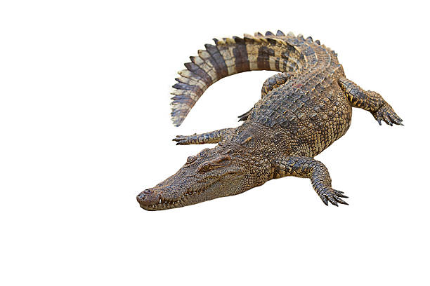 crocodile stock photo