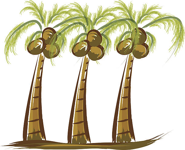 Three Coconut Trees vector art illustration