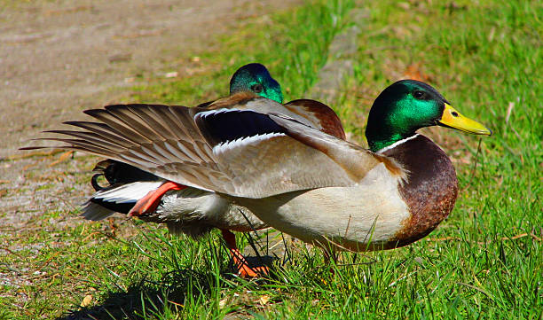 Male duck stretch stock photo