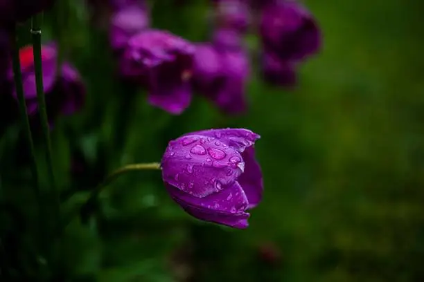 A purple tulip with rain drops on it