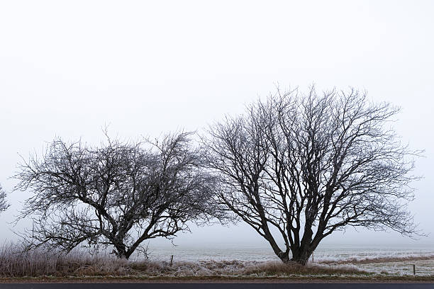 Árboles de invierno - foto de stock