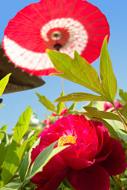 Peony in the Japanese Garden stock photo