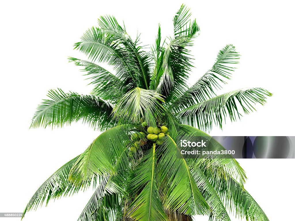 Coconut tree isolated on white background 2015 Stock Photo