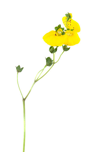 istock Slipper flower, Calceolaria isolated on white background 488850243