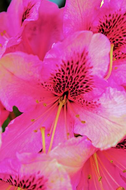 istock Vibrant pink flower 488850275