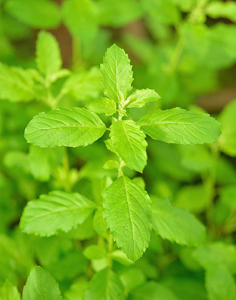istock mint leaves photography 488850336