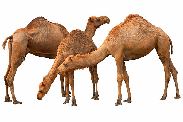 camel - paridigitate mammals photos et images de collection