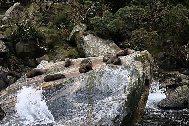 Seal rock stock photo