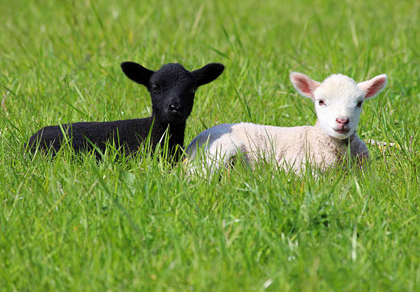 istock Image of black and white lamb in green grass 488851323