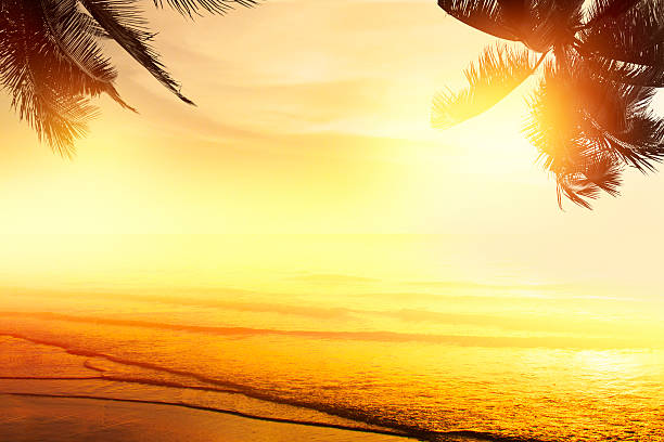 istock Tropical beach landscape. Design banner background. Coconut palm 488851714
