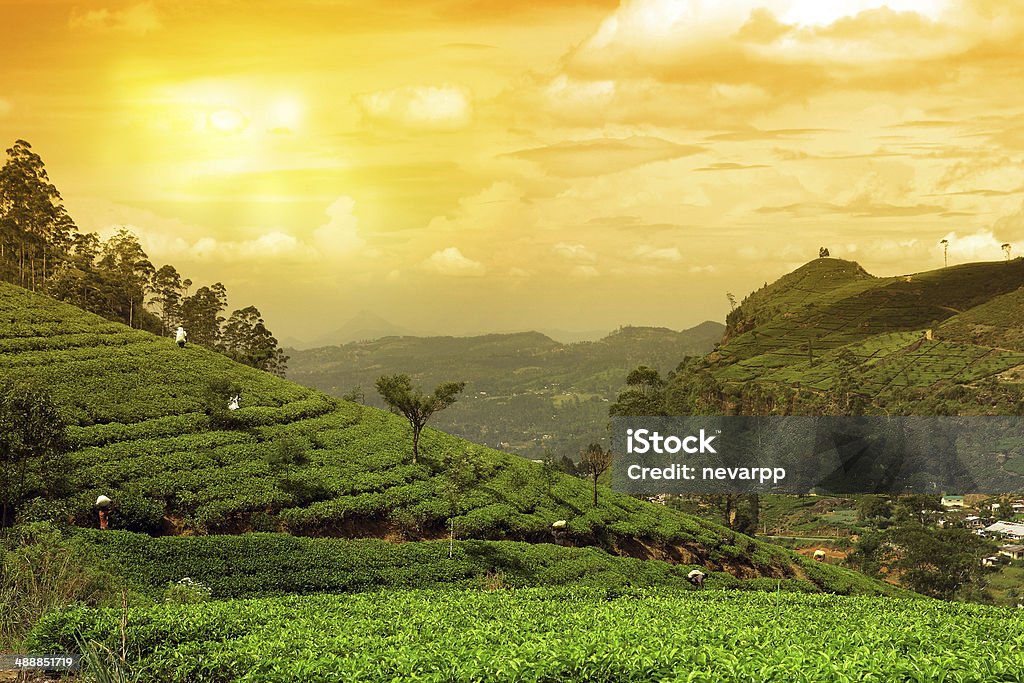 tea plantation landscape sunset Tea Crop Stock Photo
