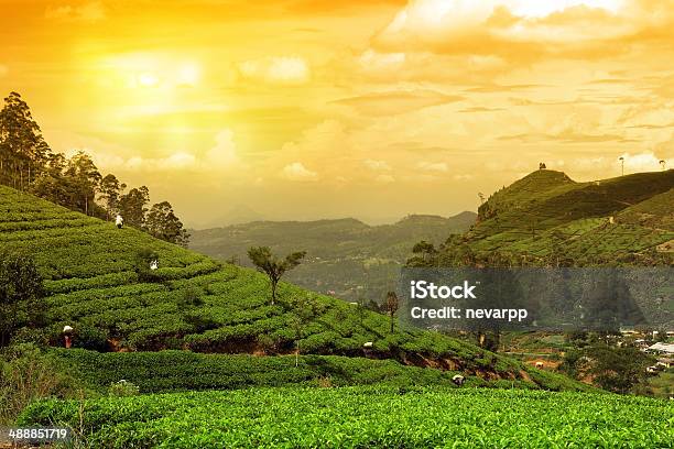 Tea Plantation Landscape Sunset Stock Photo - Download Image Now - Tea Crop, Sri Lanka, Kenya