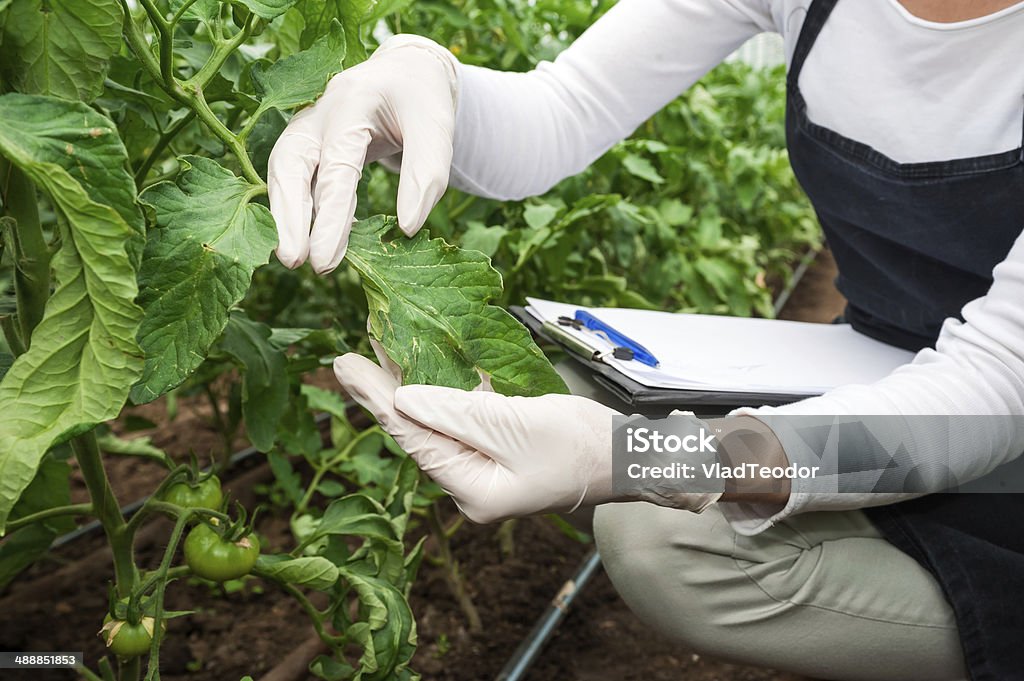 Biotechnology woman engineer examining a plant leaf for disease! Biotechnology woman engineer with a clipboard and pen examining a plant leaf for disease! Agriculture Stock Photo