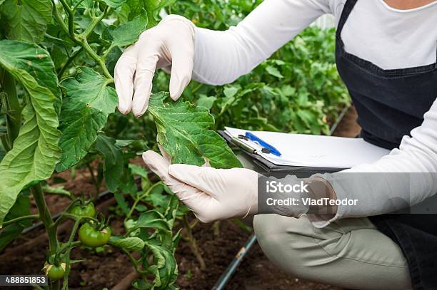 Biotechnology Woman Engineer Examining A Plant Leaf For Disease Stock Photo - Download Image Now