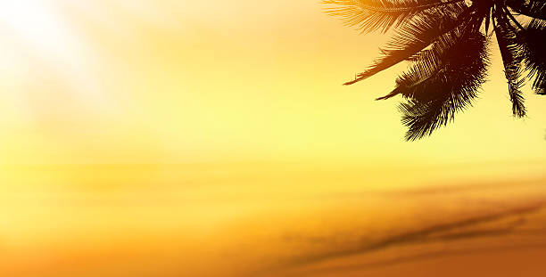 istock Tropical beach landscape. Design banner background. Coconut palm 488851904
