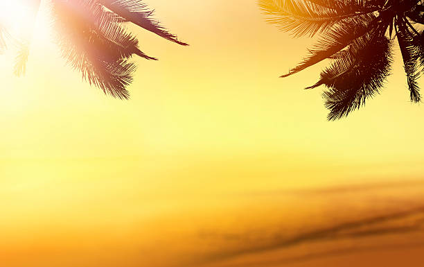 istock Tropical beach landscape. Design banner background. Coconut palm 488852046