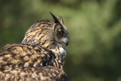 Owl Close Up