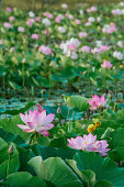 lotus-water-lily.jpg?b=1&s=170x170&k=20&c=ok6h9GC7izbWUzIR--BxKeKmQMFHCClb_ppankbirew=