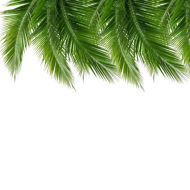 group of coconut leaves isolated on white background, design for replace any beach background, clipping path included
