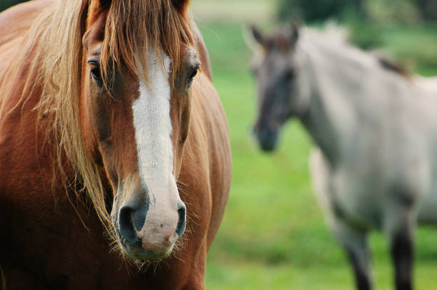 istock Portrait of a horse 488854103
