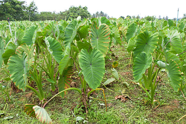 istock view of a taro field 488854141