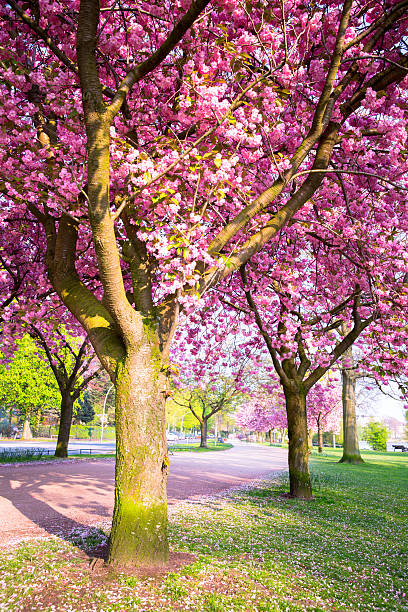 istock cherry blossom near the lake alster 488854791