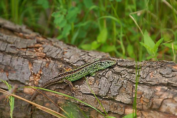 Sand lizard (Lacerta agilis), male in mating colors