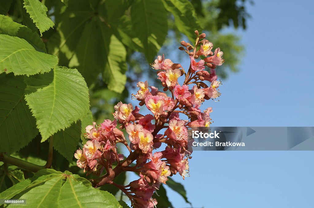 Chestnut trees blooming in pink Bizarre Stock Photo
