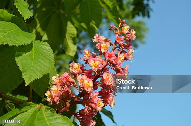 Chestnut Trees Blooming In Pink Stock Photo - Download Image Now - Bizarre, Branch - Plant Part, Chestnut Tree